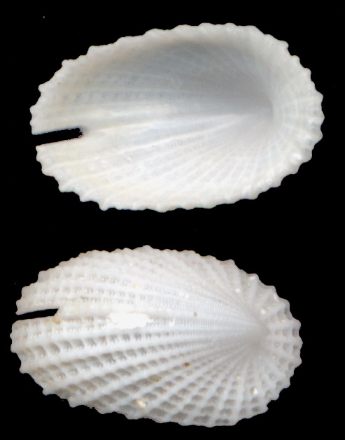 Emarginula octaviana